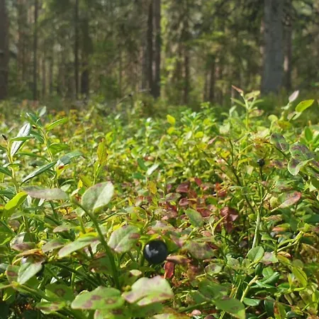 Idyllic Sea View House Villa Porvoo