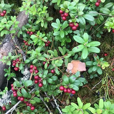 Idyllic Sea View House * Porvoo